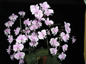 Bild von Phalaenopsis schilleriana 11